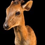Red Duiker Shouldermount 20160511 0268