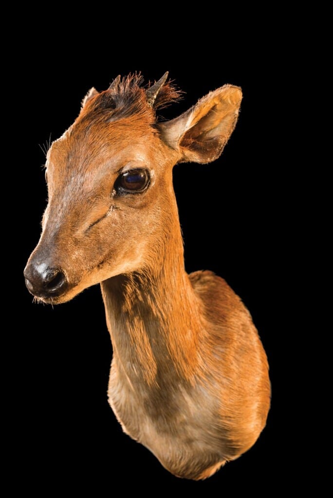 Red Duiker Shouldermount 20160511 0268