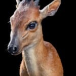 Red Duiker Shouldermount 20191024 0269