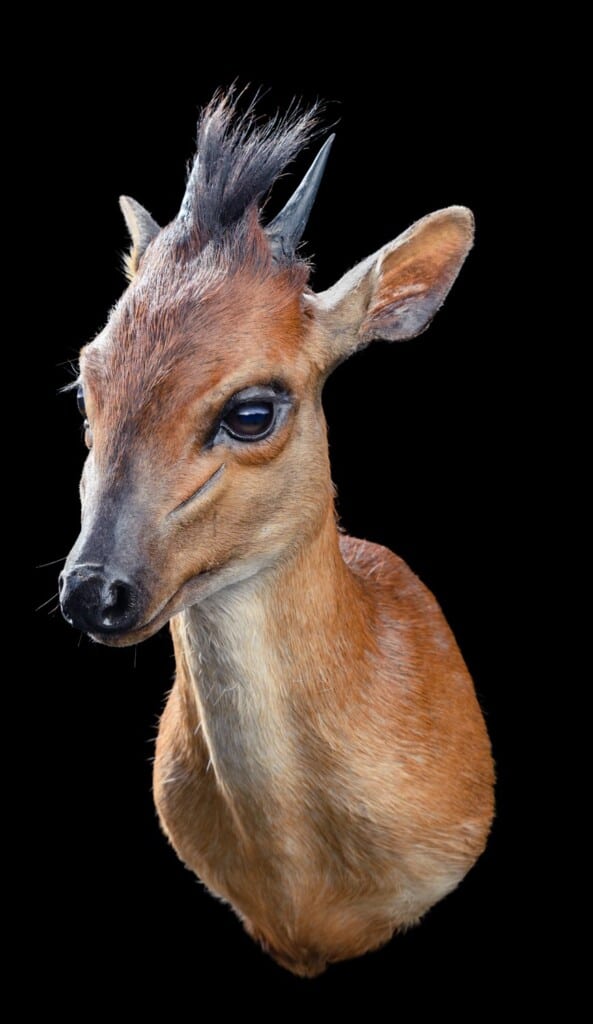 Red Duiker Shouldermount 20191024 0269