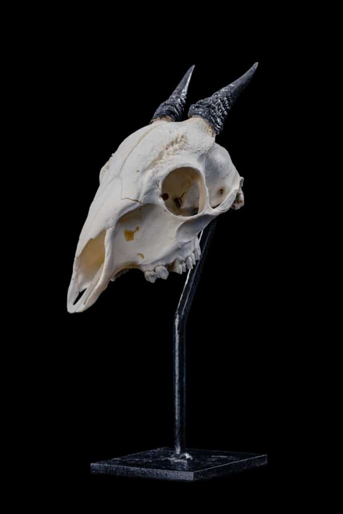 Red Duiker Fullskull on Metal Stand 20190812 0270