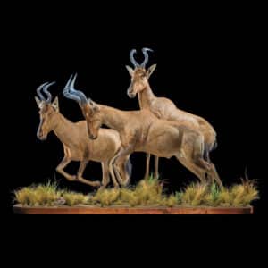 Red Hartebeest Fullmount Combination 20220830 0520