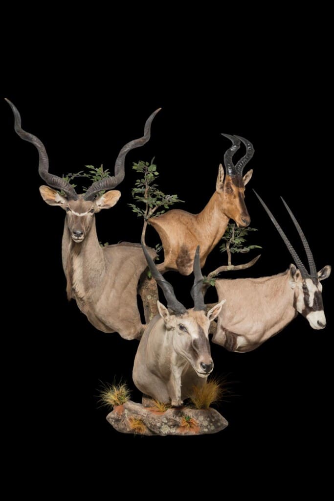 Kudu, Gemsbuck, Hartebeest and Eland Pedestalmount Combination Custom Base 20180507 0286