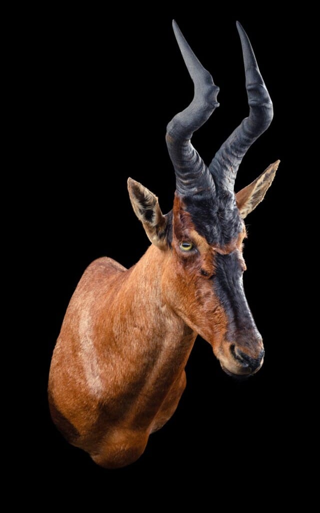Red Hartebeest Shouldermount 20191115 0513