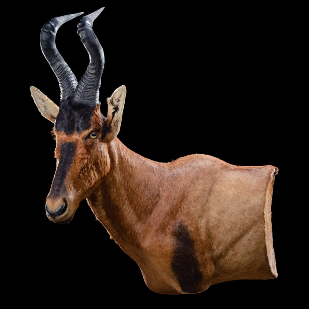 Red_Hartebeest_Wall_Pedestal_Mount_20190704_0527