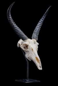 Reedbuck Fullskull on Metal Pedestal GG215