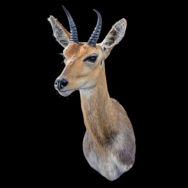 REEDBUCK Taxidermy South Africa | Get REEDBUCK Trophy Quote