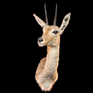 Vaal Rhebuck Shouldermount R/T 20220830 72699