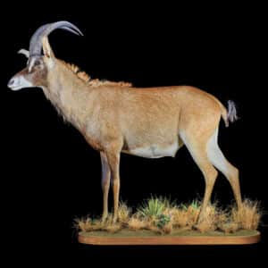 Roan Fullmount 20220830 1188