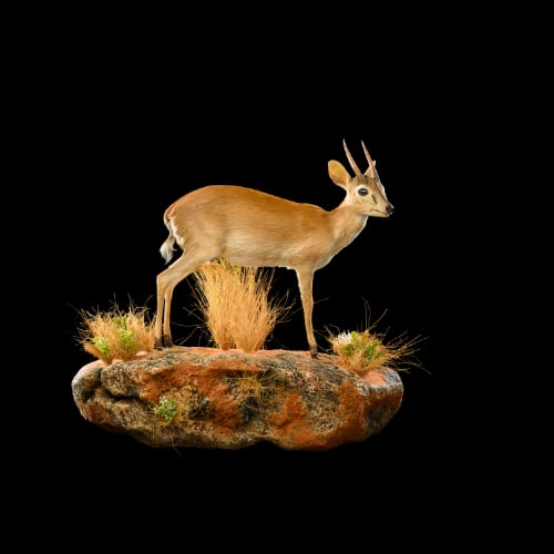 SUNI - Life-form Taxidermy