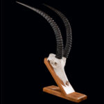 Sable Euro Skull on Wood Stand 20250509 72988