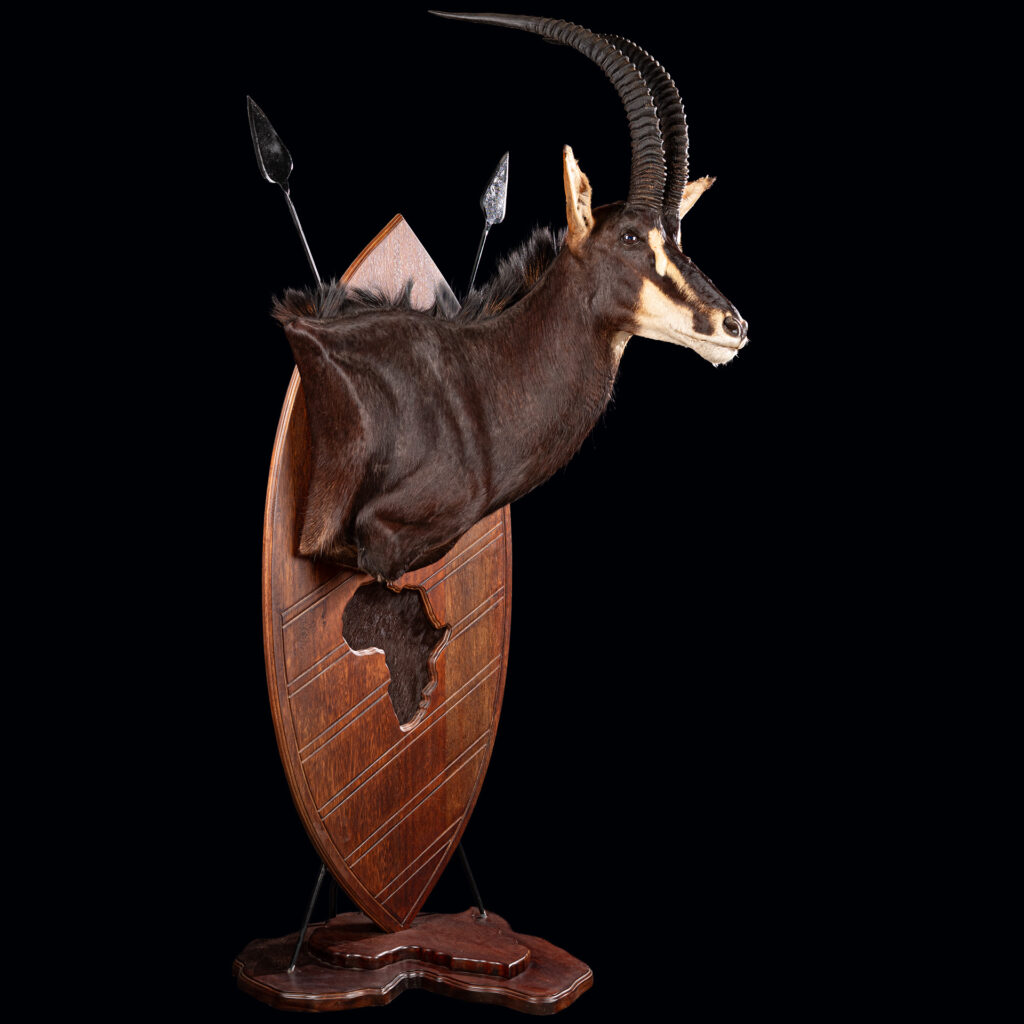 Sable Pedestalmount on Faux Zulu Shield with Spears & Africa Shape Sable Skin Inlay 20250515 72992