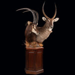 Sable & Waterbuck Pedestalmount Combination 20250506 72991
