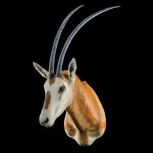 Scimitar Oryx Shouldermount R/T 20150930 30109