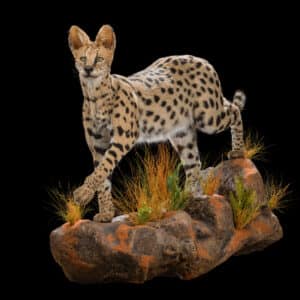 Serval Fullmount Wall Display 20200623 30100