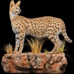 Serval Fullmount L/T Wall Display 20220830 1234