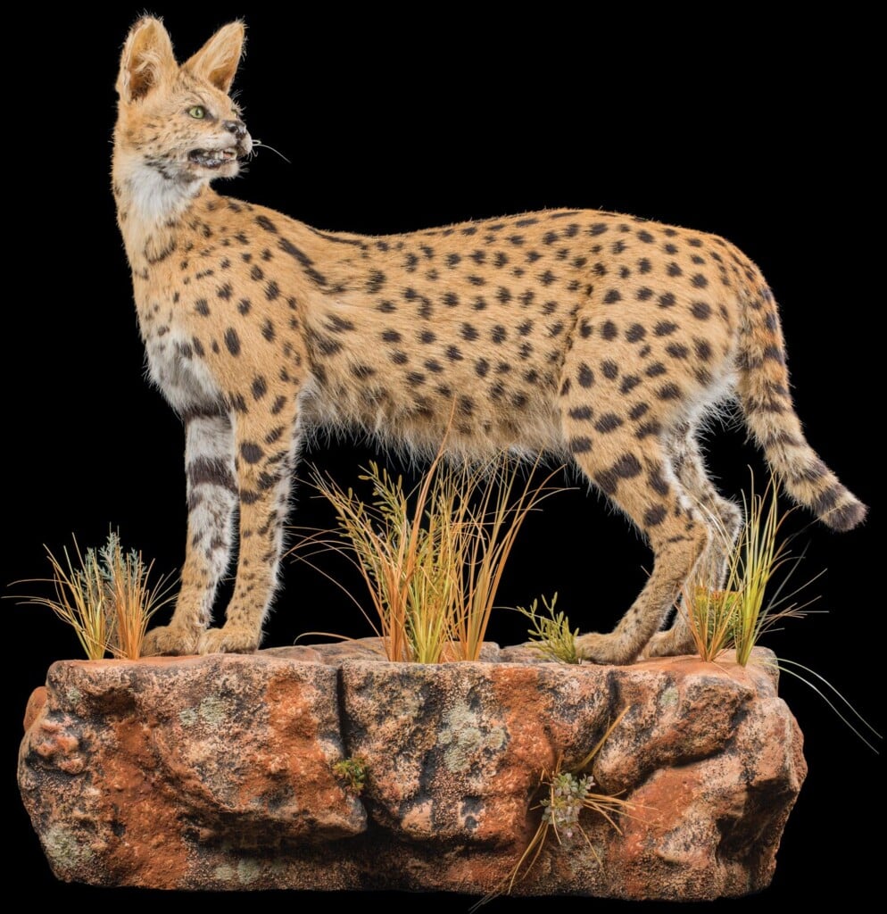 Serval Fullmount Wall Display Left Turn 20220830 1234