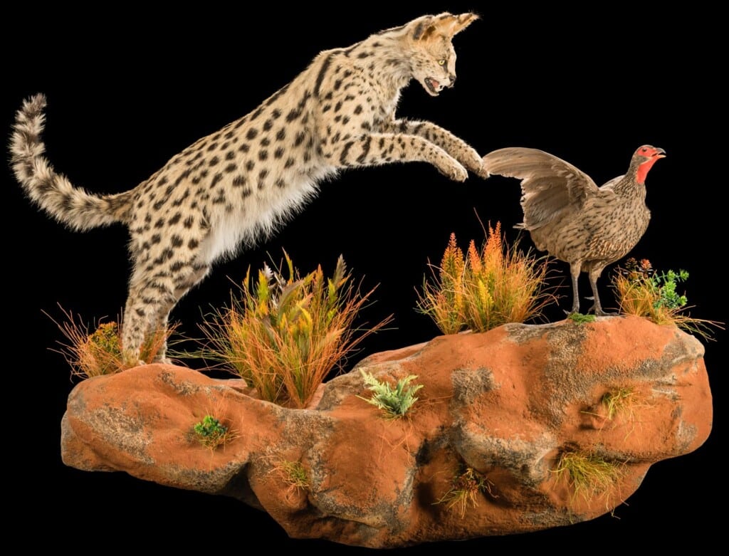Serval Fullmount with Swainson Spurfowl Prey Wall Display Combination with Custom Habitat Base 20180626 1238