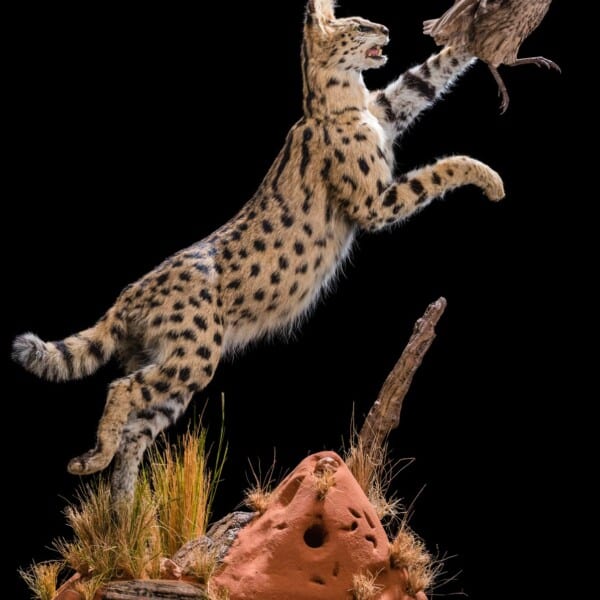 Serval Fullmounts DD316 Archives Lifeform Taxidermy