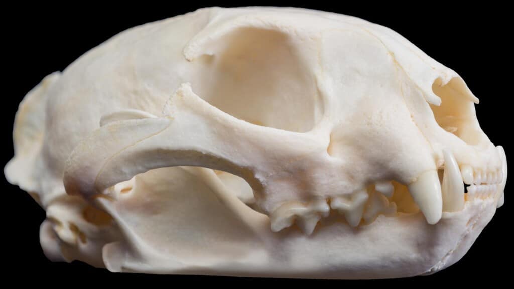 Serval Fullskull with Jaw 20170818 1242