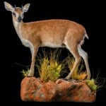 Sharpes Grysbuck Fullmount L/T Wall Display 20200527 0501