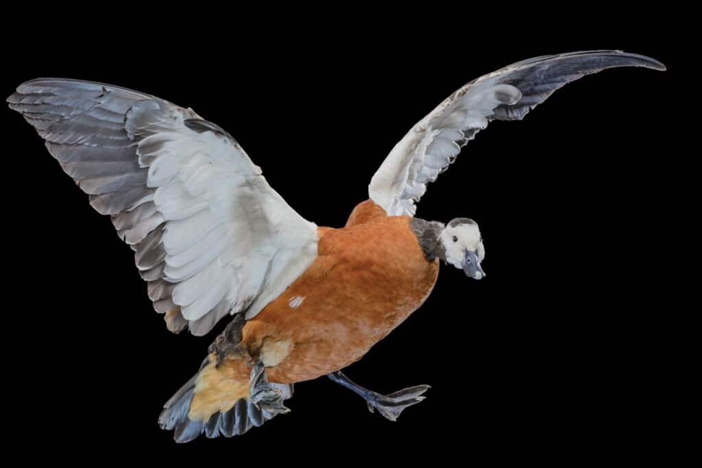 Shelduck Fullmount 20160801 0068