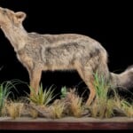 Side Striped Jackal Fullmount 20180801 0660
