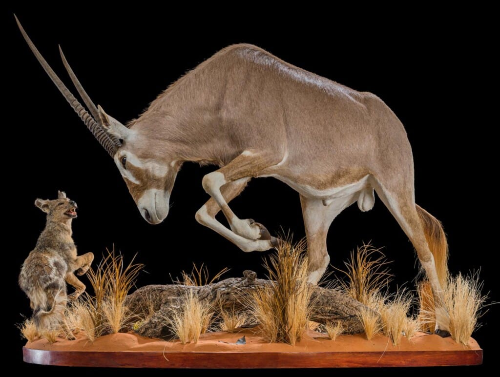Golden Gemsbuck Oryx and Jackal Fullmount Combination 20210813 1069
