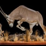 Golden Gemsbuck Oryx and Jackal Fullmount Combination 20210813 1069