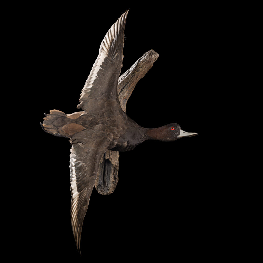 Southern Pochard Fullmount 20250618 73036