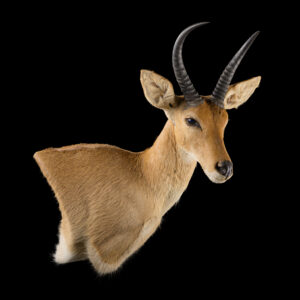 Common Reedbuck Wall Pedestalmount R/T Curvedback 20250617 73038