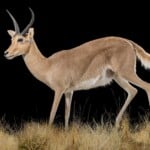 Southern Reedbuck Fullmount L/T 20190214 1134