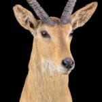 Southern Reedbuck Shouldermount L/T 20220830 1139