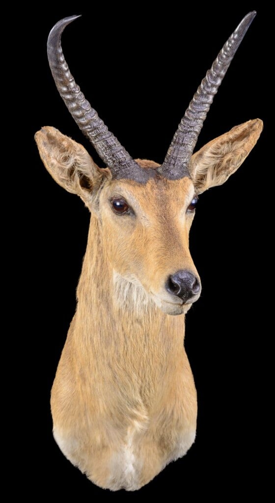 Southern Reedbuck Shouldermount Left Turn 20220830 1139