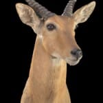 Southern Reedbuck Shouldermount L/T 20220906 1140