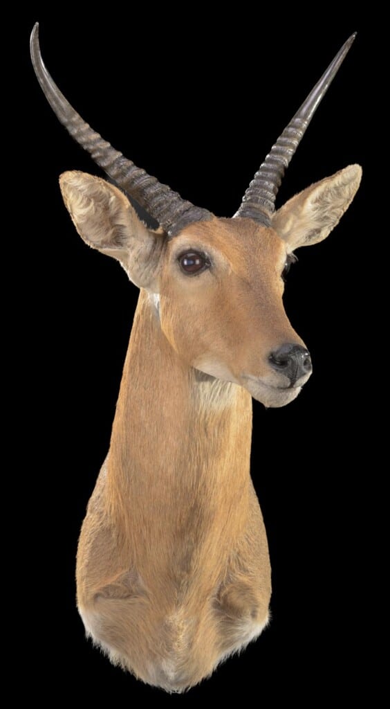 Southern Reedbuck Shouldermount L/T 20220906 1140