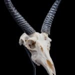 Reedbuck Fullskull on Metal Pedestal 20190812 1152