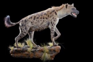 Spotted Hyena Fullmount Wall Display 20190704 0553