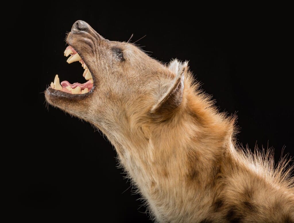Spotted_Hyena_Fullmount_20190723_0555