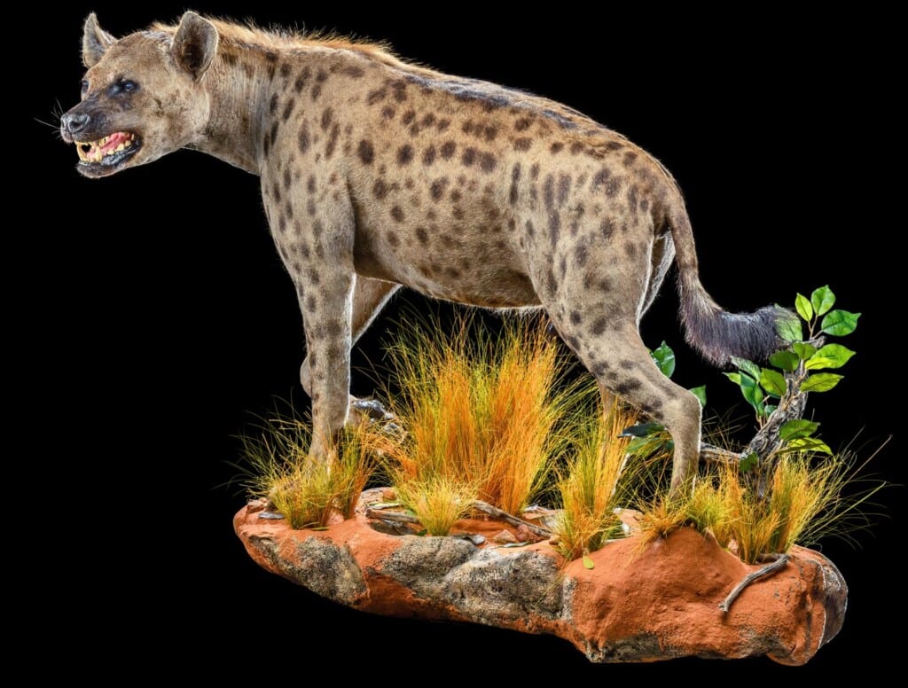 Spotted Hyena Fullmount Left Turn Wall Display 20200527 0559