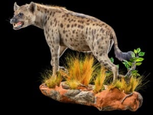 Spotted Hyena Fullmount Left Turn Wall Display 20200527 0559