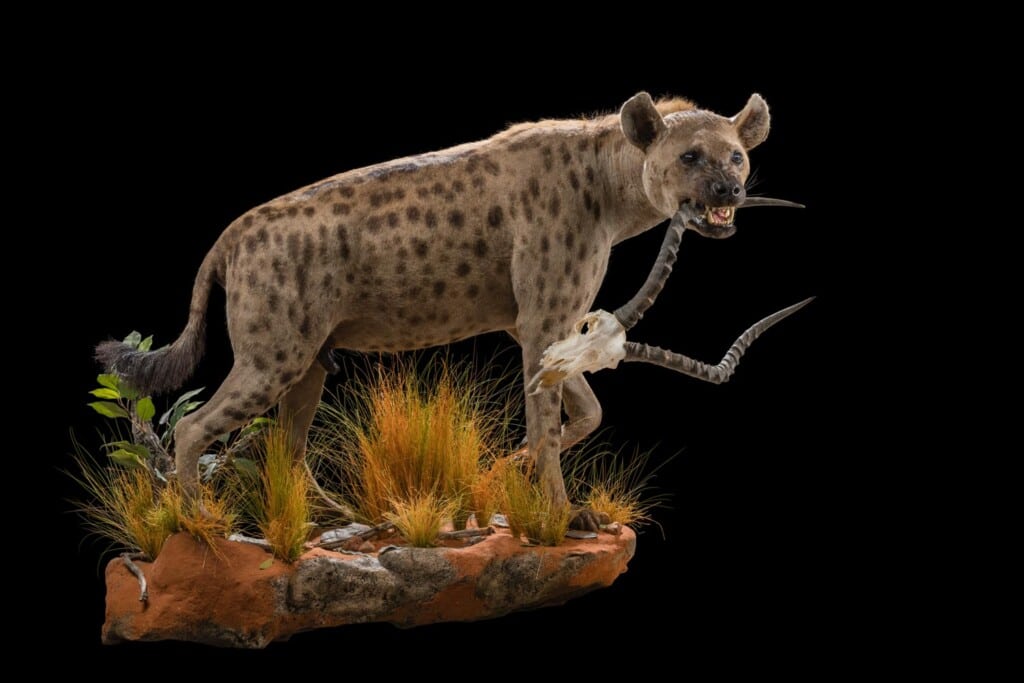 Spotted Hyena Fullmount Right Turn Wall Display with Impala Fullskull 20200623 0558