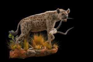 Spotted Hyena Fullmount Right Turn Wall Display with Impala Fullskull 20200623 0558