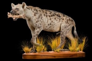 Spotted Hyena Fullmount with Bone 20200714 0554