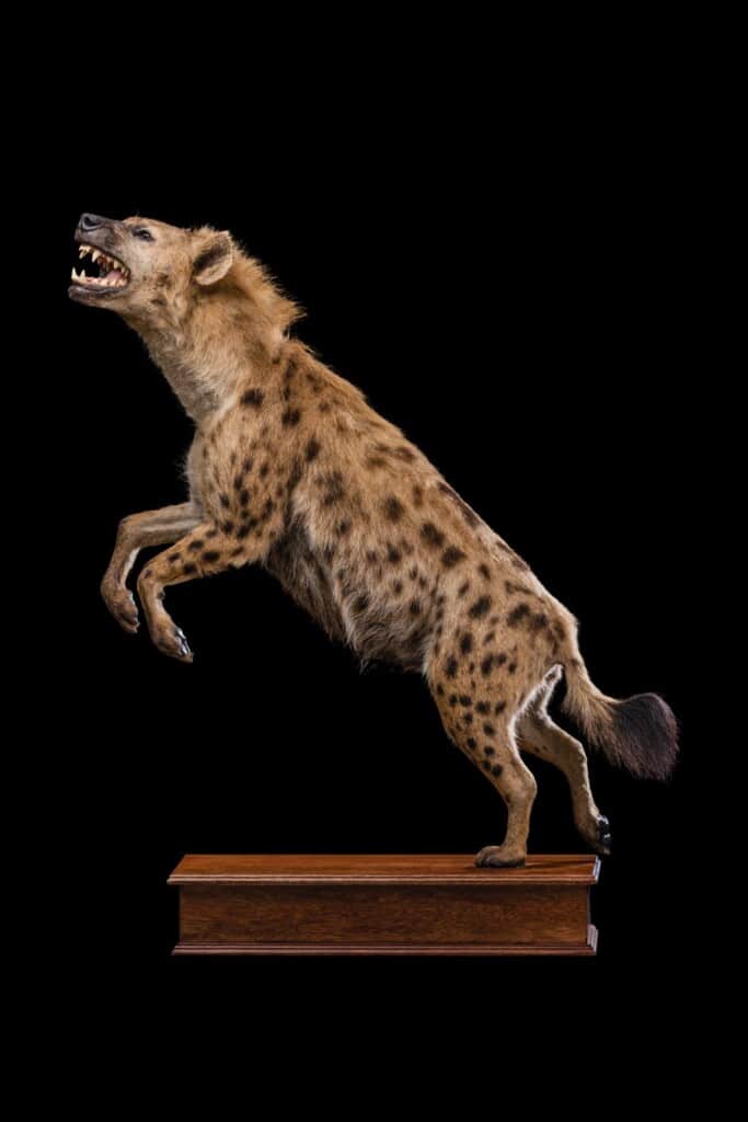 Spotted Hyena Fullmount Jumping Custom Base 20210507 0552