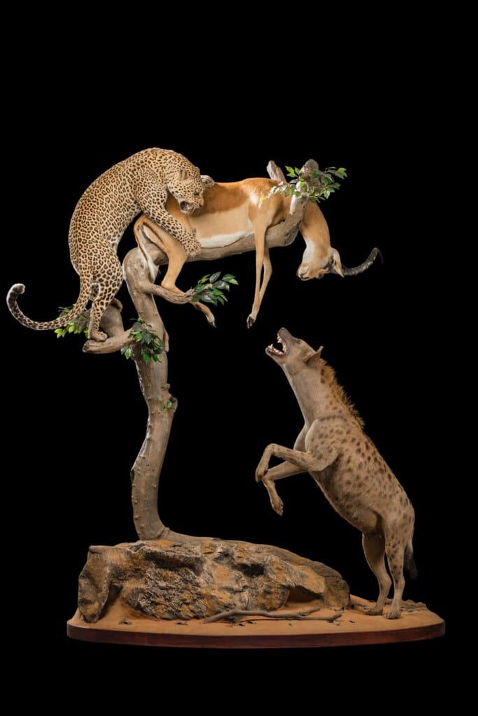 Leopard, Spotted Hyena and Impala Prey Fullmount Combination Custom Base 20190527 0565