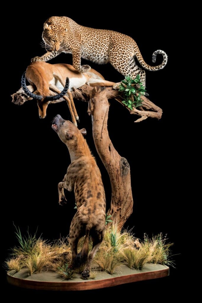 Leopard, Spotted Hyena and Impala Prey Fullmount Combination Custom Base 20220830 0567
