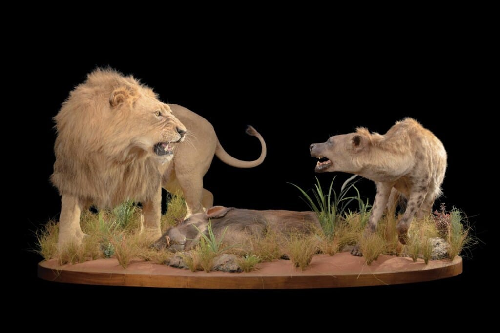 Lion and Spotted Hyena Fullmount Combination 20220830 0561