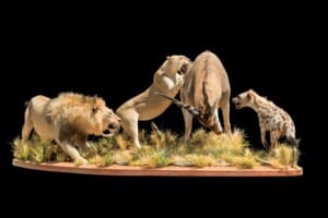 Lion, Hyena and Eland Fullmount Combination 20220830 0954