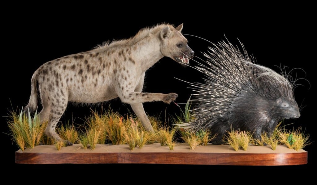 Spotted Hyena and Porcupine Fullmount Combination 20180626 0560